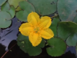 自然ウォッチング水辺の植物を見ようの掲載画像