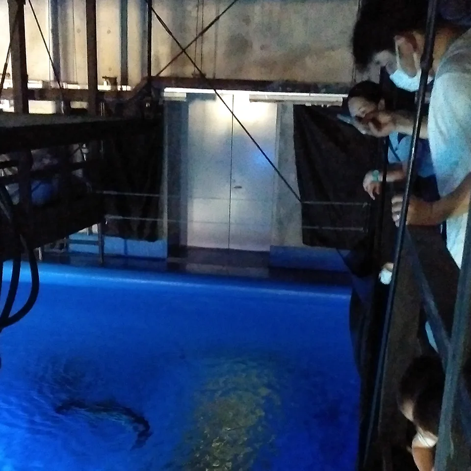 お魚エサやり体験【ゆったり親子の会】の掲載画像